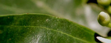 Muira puama (Ptychopetalum olacoides)